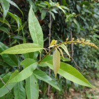 Croton tiglium L.